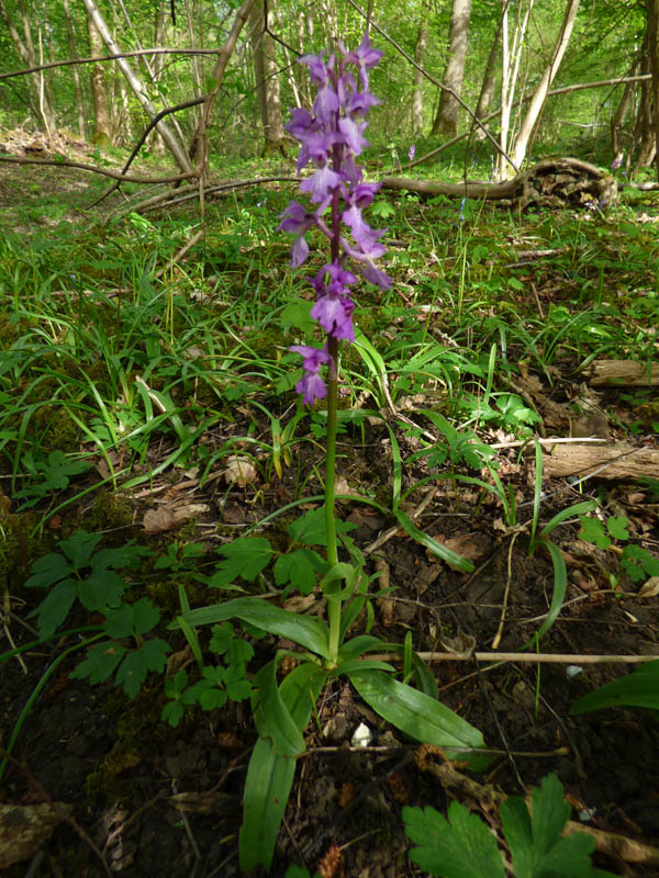 Orchis mascula 'purpurea'